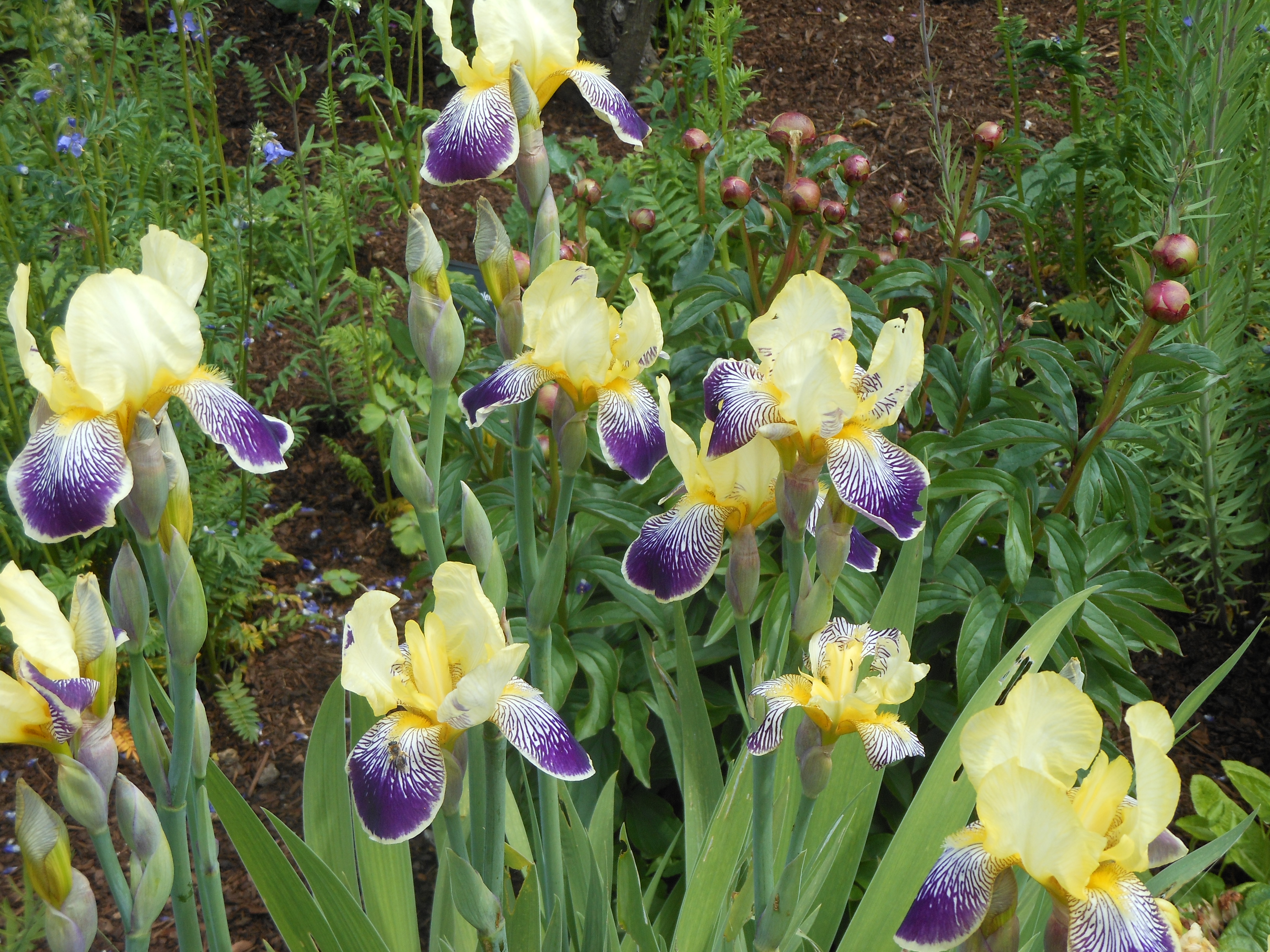 Well Dressings Bakewell